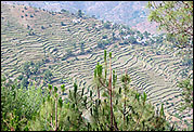 Farming terraces on the way to Ranikhet